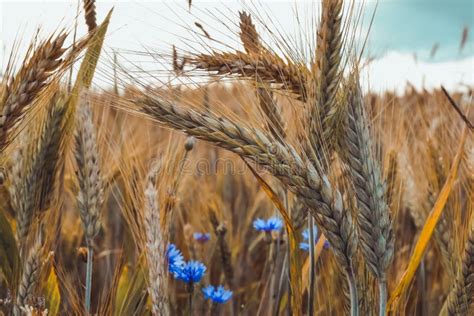 Wheat Field With Cornflowers Floral Background Agriculture Stock