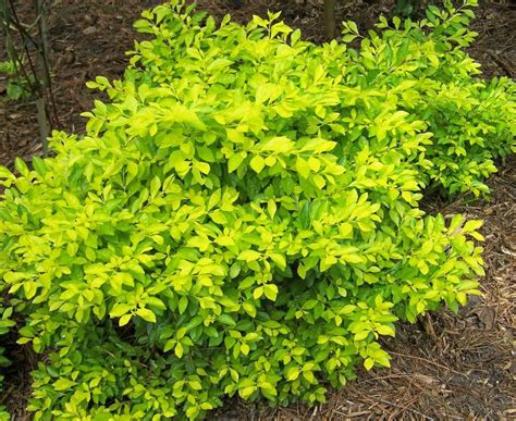 Maybe you would like to learn more about one of these? Gold Mound Duranta | Cuban Gold, Gold Mound Duranta erecta 'Aurea' 3-4', golden-yellow ...
