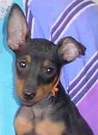 Usda licensed commercial breeders account for less than 20% of all breeders in the country. Toy Manchester Terrier Puppies Breeders Manchester Terriers