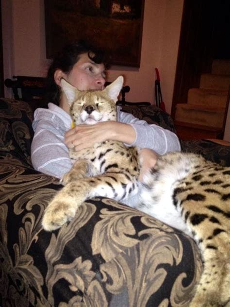 The bengal truly does remind you of a wild cat in appearance. Owner: Missing exotic cat poses no danger