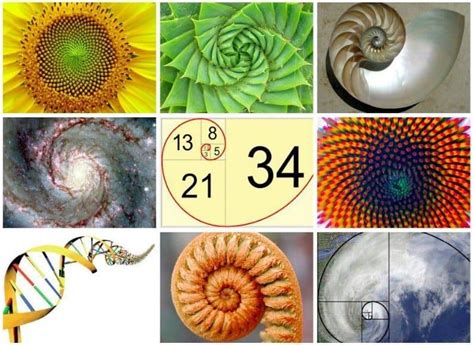 Learn About The Magic Of Fibonacci In Nature The Math Of God