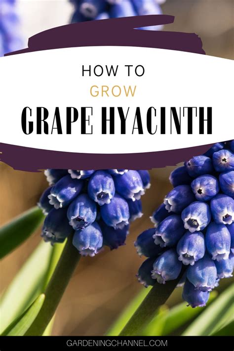 How To Grow Grape Hyacinth Muscari Gardening Channel Growing