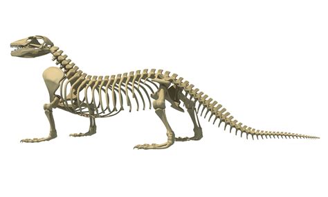 Komodo Dragon Skeleton 3d Model Cgtrader