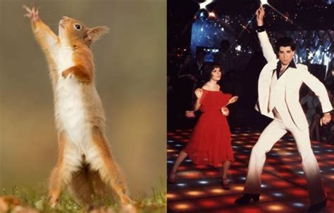 Meet The Cute Squirrel Whose Hero Is Clearly Saturday Night Fevers John Travolta As He Shows