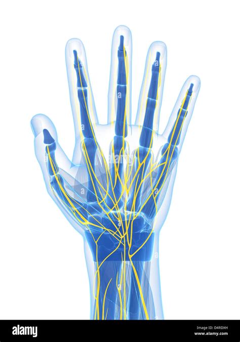 Human Hand Nerves Stock Photo Royalty Free Image 54605561 Alamy