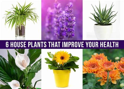Indoor plants not only look great in the home, they also bring with them a lot of health benefits. 6 House Plants That Improve Your Health
