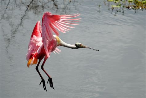 Field Notes And Photos Roseate Spoonbill Platalea Ajaja Floridas