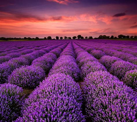 Lavender Field At Sunset France Bonito Sunset Spring Lavender