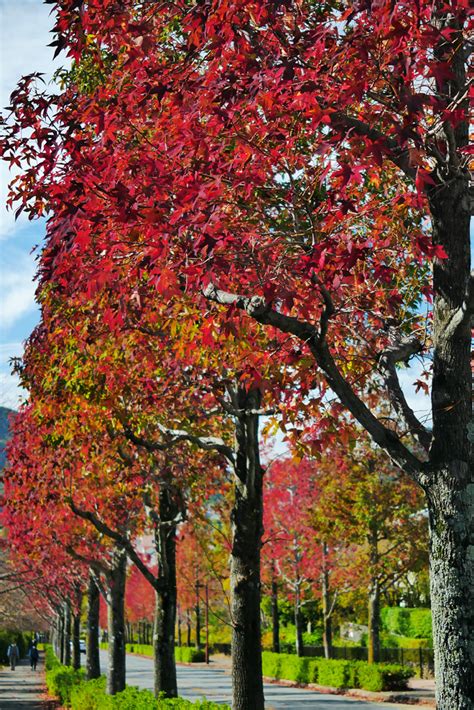 桂坂ニュータウン 京都フリー写真素材集：京都の神社・寺院・観光地・世界遺産の無料写真