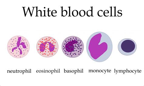What Is Lymphopoiesis With Pictures