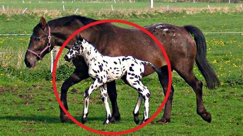 13 Rarest Horse Breeds In The World Youtube