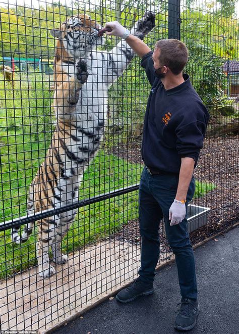 Zookeepers Across England Get Animals Ready For Parks To Reopen Next