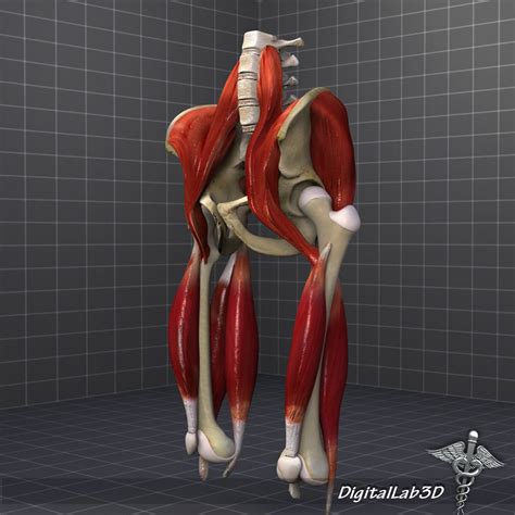 Pelvis Muscle Bone Anatomy 3d Model Max Obj 3ds Fbx C4d Lwo Lw Lws