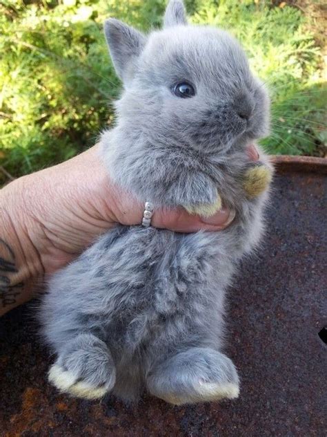 19 Super Tiny Bunnies That Will Melt The Frost Off Your