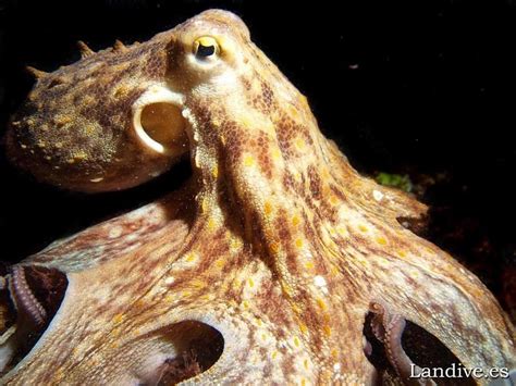 Mollusk Cephalopod Ocean Marine Pulpo Comun Octopus Vulgaris Smiling Octopus Pulpo