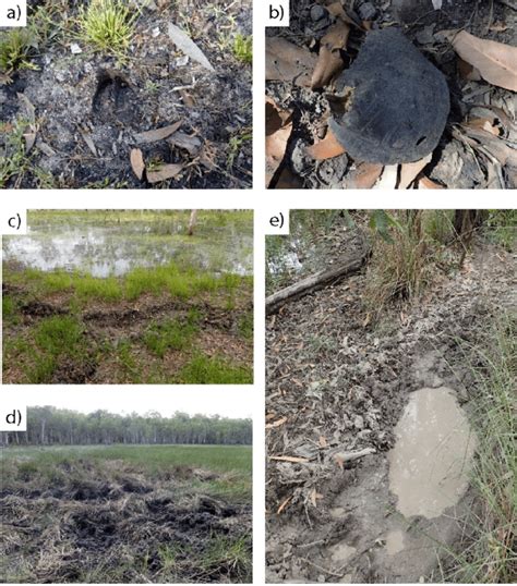 Examples Of The Physical Damage Caused By Feral Pigs To Exposed Wetland