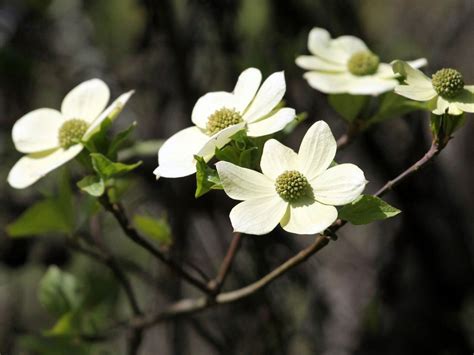 Northwest Native Garden Plants For Northwest Region Landscapes