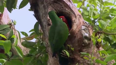 Majestic Birds Parrots Nature Documentary Hd Parrot Documentaries