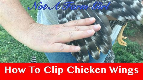 How To Clip A Chicken Wings Youtube