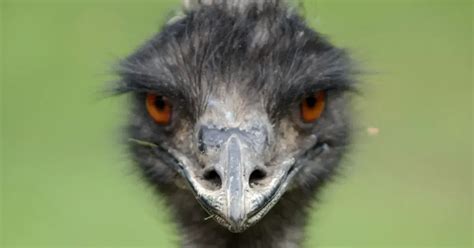 Emu 11 Facts About Australias National Bird