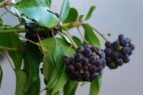 Never eat ivy berries of any variety. Ivy - Norfolk Wildlife Trust