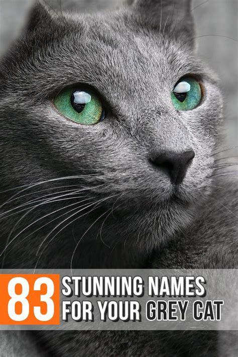 Elegant And Unique Names For Your Grey Cat