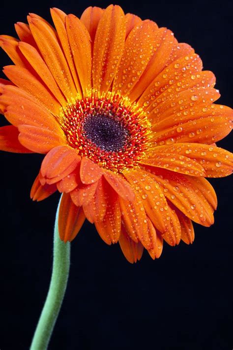 Orange Gerbera Flower Pictures Beautiful Flowers Wallpapers Amazing