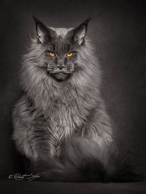 These 10 Cats Are Perhaps The Most Majestic Creatures That Purr