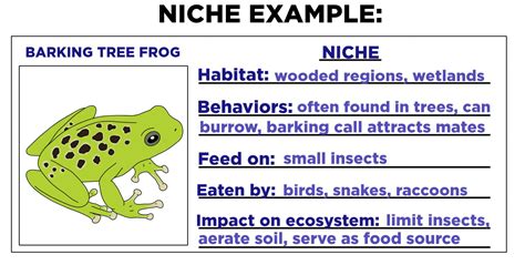 Niche Ecology Example