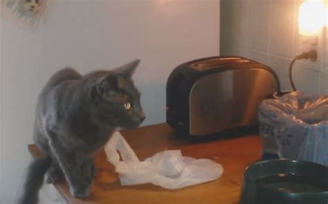 Как высоко может прыгнуть кот?; How High Can A Cat Jump? This Toaster Gives A Pretty Good ...