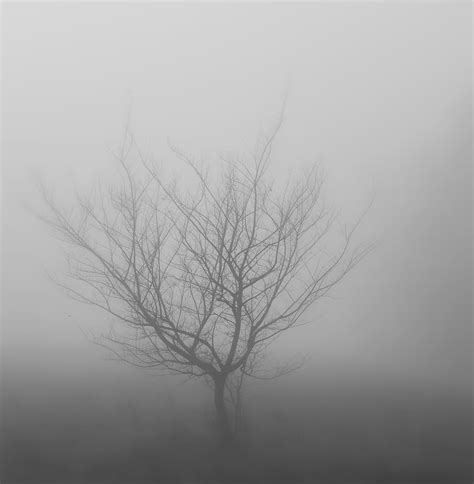 Bare Tree Surrounded Fog Wood Winter Twilight Misty Nature