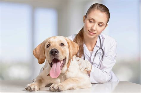 Cost of Living - Pet Care | The Vet Connection