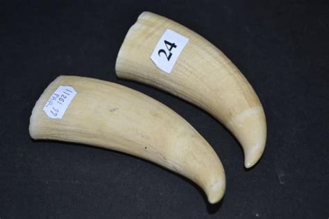 Ivory Boar Tusks Pair Natural History Industry Science And Technology