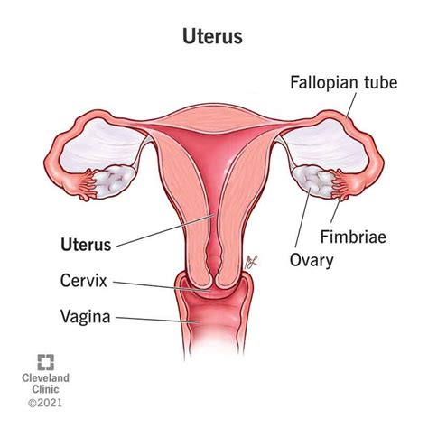Uterus Anatomy Function Size Position Conditions