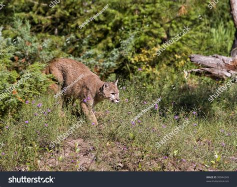 Mountain Lion Stalking Prey Stock Photo 99044249 Shutterstock