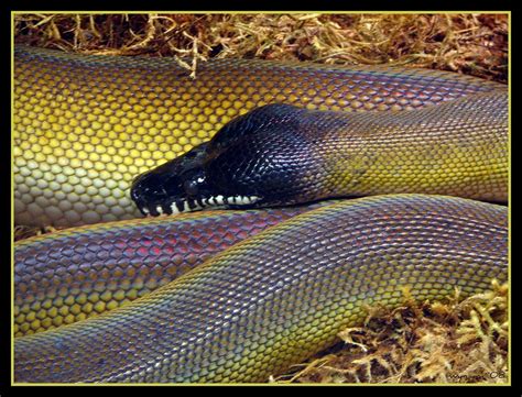 White Lipped Python Leiopython Albertisii White Lipped P Flickr