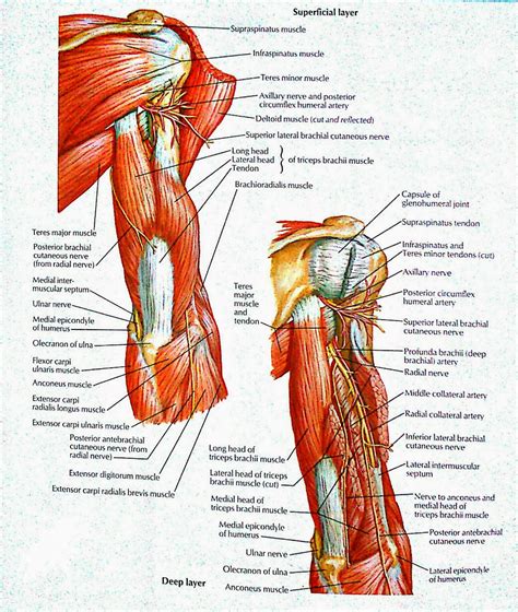 Muscles Of The Posterior Arm Superficial And Deep Layers Flashcards