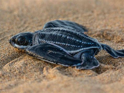 Baby Leatherback Sea Turtle Save The Sea Turtles Marine Turtle Sea