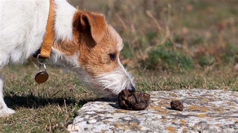 What Happens When Dogs Eat Poop