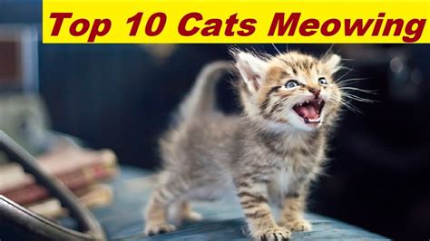 Top 10 Funny Cats And Kittens Meowing Compilation 2017 Funny Cat