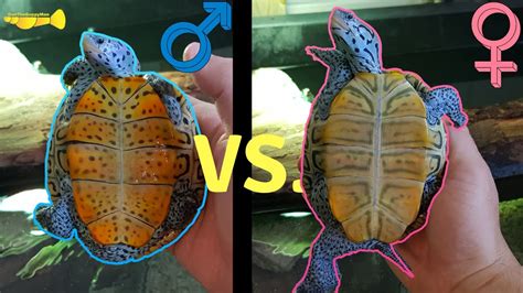 How To Tell If My Turtle Is Male Or Female Youtube