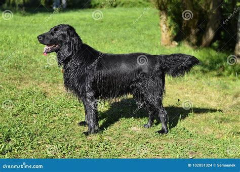 Flat Coated Retriever Climbed Out Of The Water And Was Wet Stock Photo