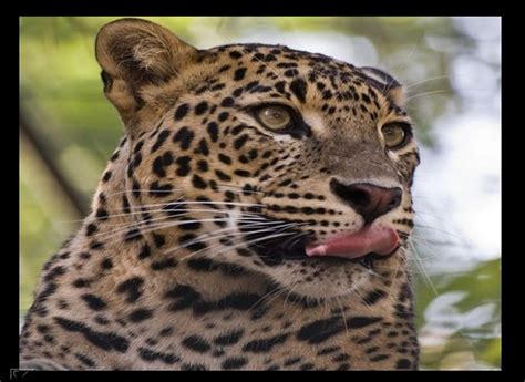 Wallpapers Photos Images: Zoo Animal Wallpapers
