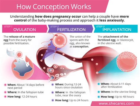 How Conception Works Ovulation Fertilization And Implantation Gambaran