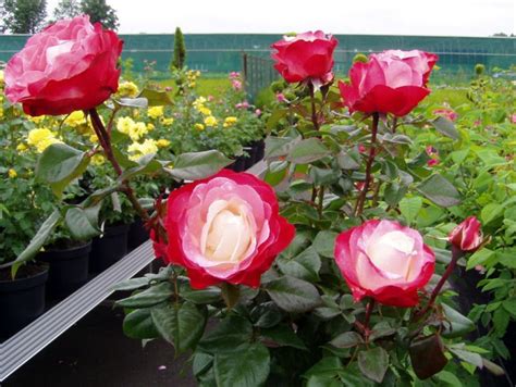 Check spelling or type a new query. Nostalgie ® Edelrose | Rosen tantau, Rosen, Garten