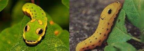 Big Green Caterpillars In Ohio