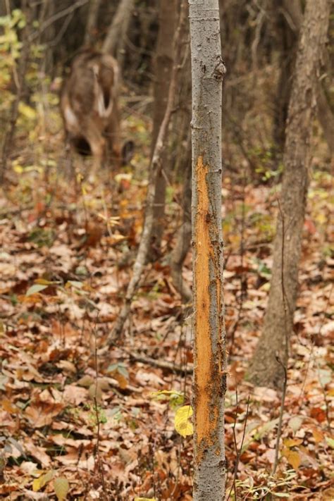 10 Photos Of Buck Rubs Guaranteed To Pump You Up For Deer Season