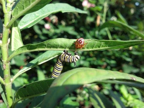 Read on to discover some ways on how to get rid of caterpillars. It Takes a Village ….A Milkweed Village | BEYONDbones