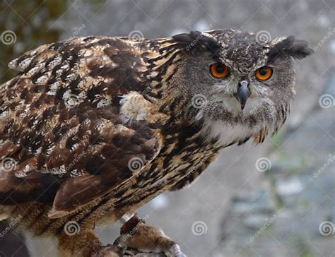 Eurasian Eagle Owl Bubo Bubo Stock Image Image Of Guard Beak 46676853