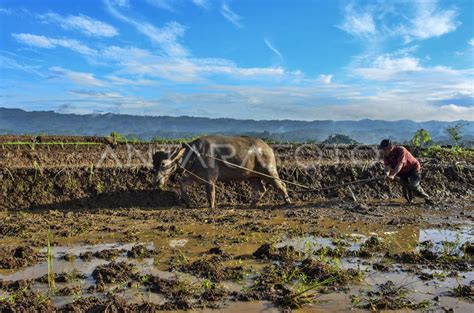 MEMBAJAK SAWAH DENGAN KERBAU ANTARA Foto